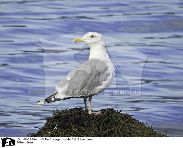 Silbermwe / common gull / HB-01984