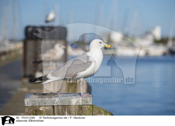sitzende Silbermwe / sitting European Herring Gull / FH-01299