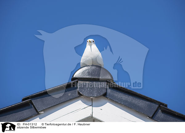 sitzende Silbermwe / sitting European Herring Gull / FH-01312