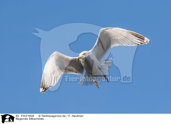 fliegende Silbermwe / flying European Herring Gull / FH-01606