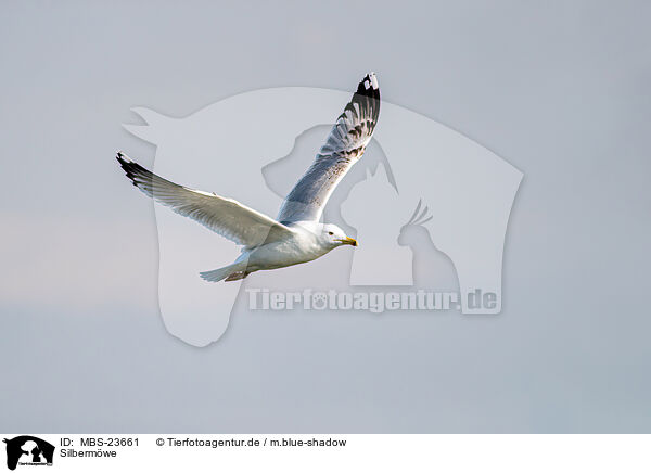 Silbermwe / European herring gull / MBS-23661