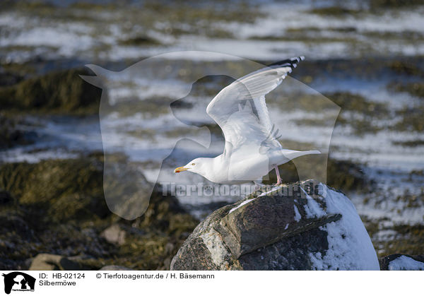 Silbermwe / herring gull / HB-02124