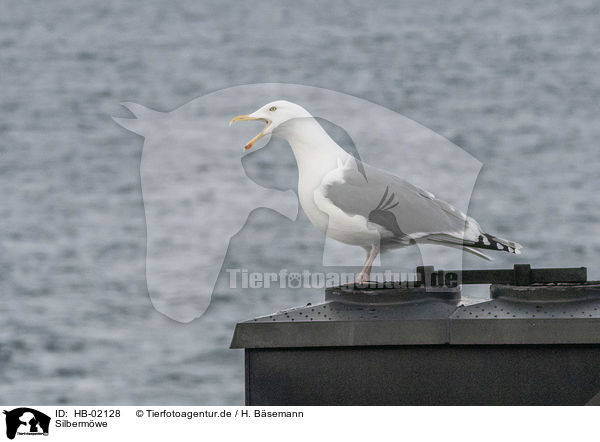 Silbermwe / herring gull / HB-02128