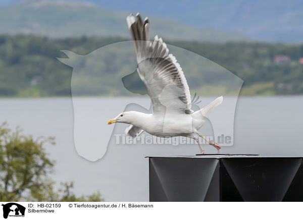 Silbermwe / herring gull / HB-02159