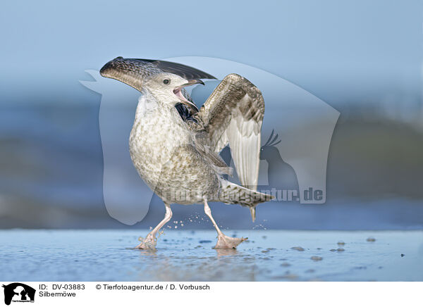 Silbermwe / Common gull / DV-03883