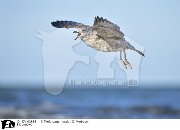 Silbermwe / Common gull / DV-03884