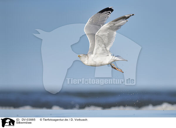 Silbermwe / Common gull / DV-03885
