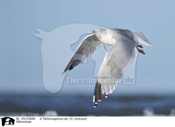 Silbermwe / Common gull / DV-03886