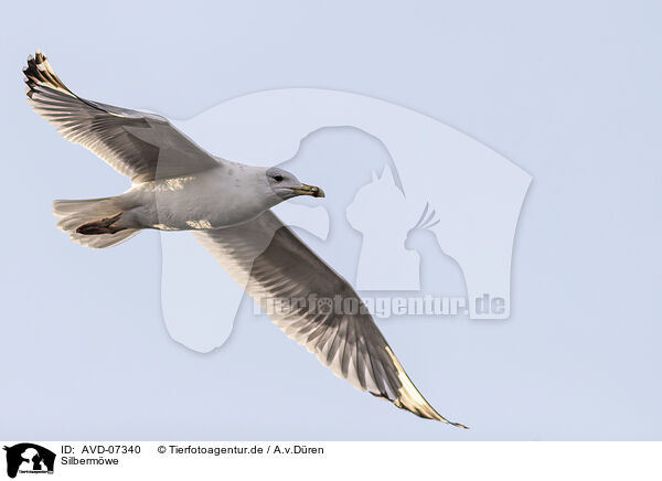 Silbermwe / herring gull / AVD-07340