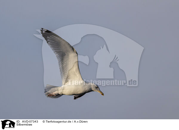 Silbermwe / herring gull / AVD-07343