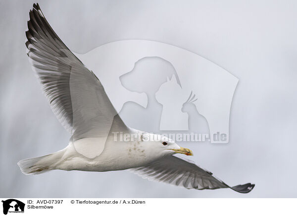 Silbermwe / herring gull / AVD-07397