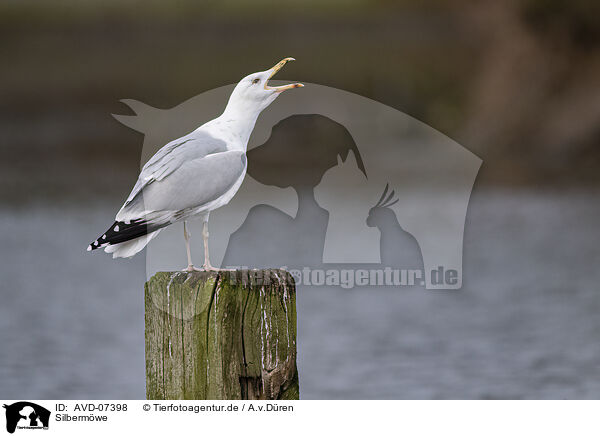 Silbermwe / herring gull / AVD-07398