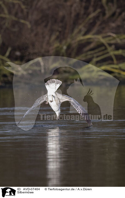 Silbermwe / common European gull / AVD-07464