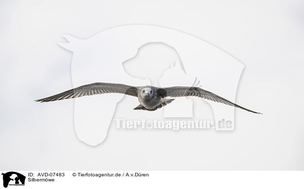 Silbermwe / common European gull / AVD-07483