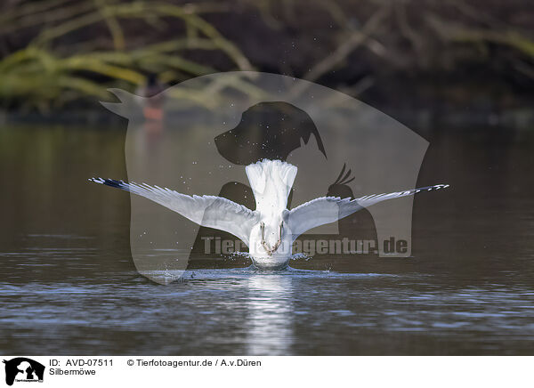 Silbermwe / common European gull / AVD-07511