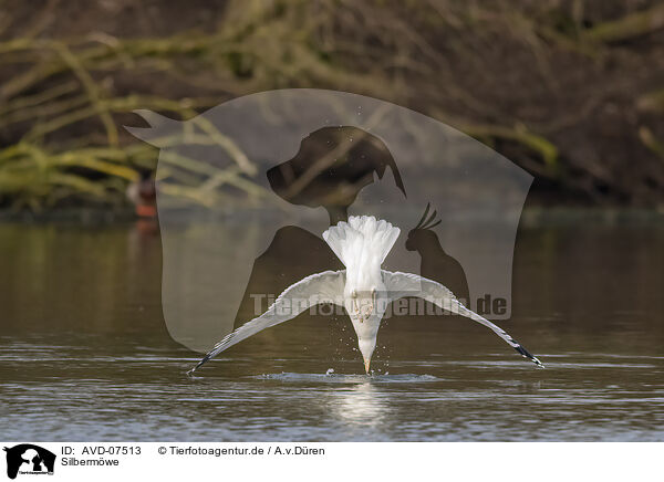 Silbermwe / common European gull / AVD-07513