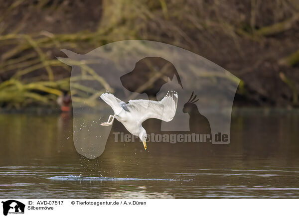 Silbermwe / common European gull / AVD-07517