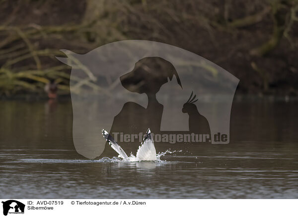 Silbermwe / common European gull / AVD-07519