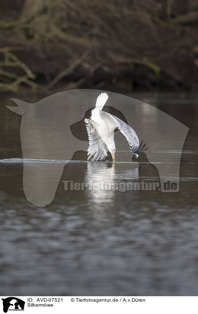 Silbermwe / common European gull / AVD-07521