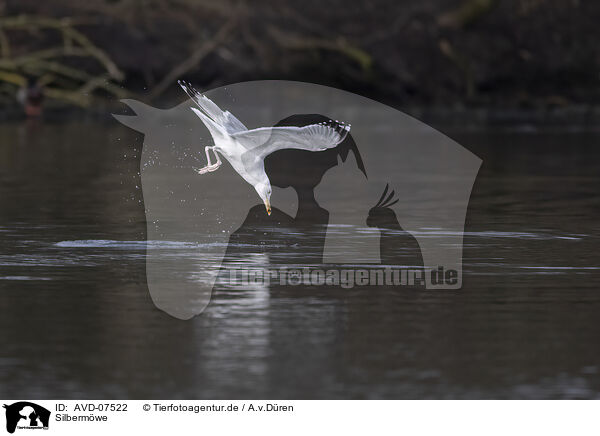 Silbermwe / common European gull / AVD-07522