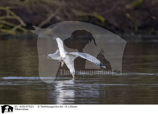 Silbermwe / common European gull / AVD-07523