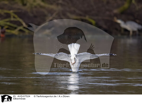 Silbermwe / common European gull / AVD-07524