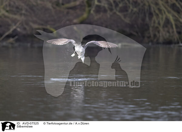 Silbermwe / common European gull / AVD-07525