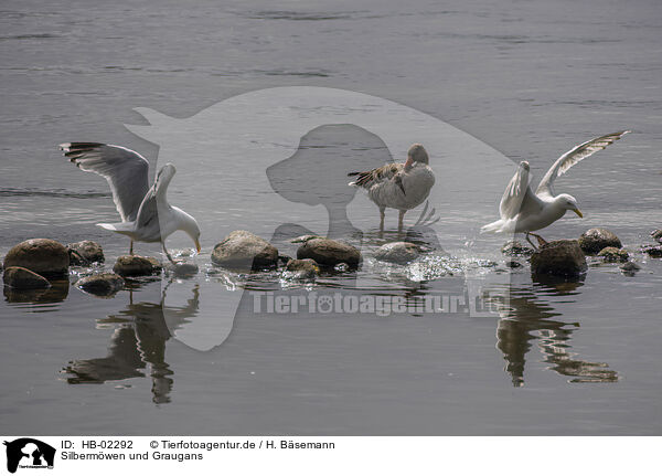 Silbermwen und Graugans / European Gulls and Greylag Goose / HB-02292