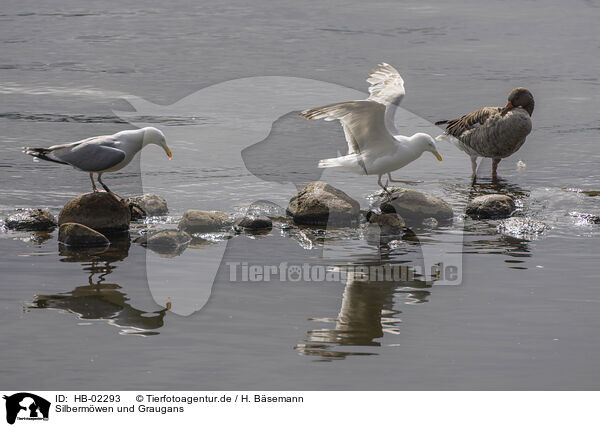 Silbermwen und Graugans / European Gulls and Greylag Goose / HB-02293