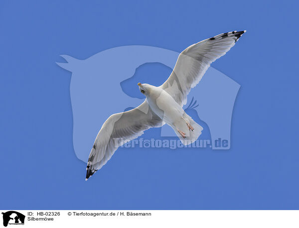 Silbermwe / common European gull / HB-02326