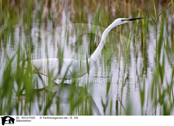 Silberreiher / great white egret / SO-01520