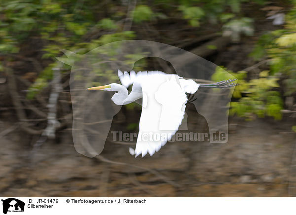 Silberreiher / great egret / JR-01479