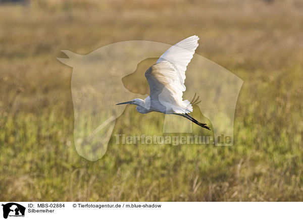 Silberreiher / great white egret / MBS-02884