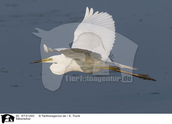 Silberreiher / Great Egret / AT-01293