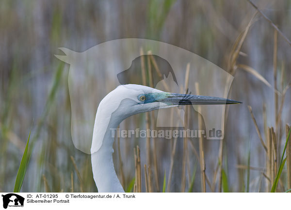 Silberreiher Portrait / Great Egret Portrait / AT-01295