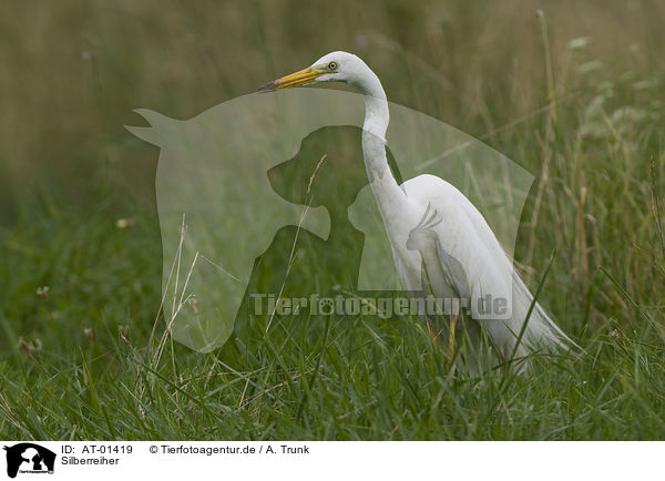 Silberreiher / great white egret / AT-01419