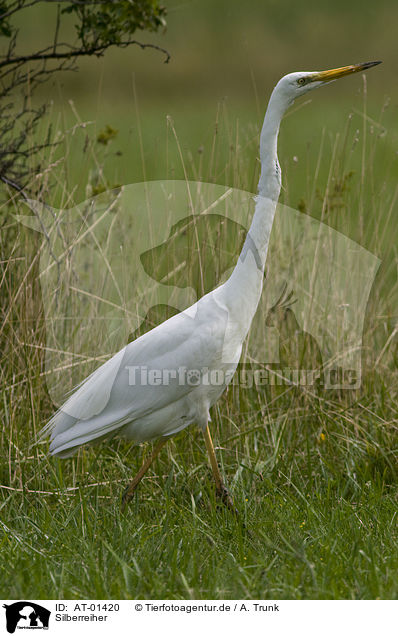 Silberreiher / great white egret / AT-01420