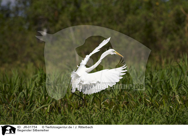 fliegender Silberreiher / flying great white egret / JR-01754