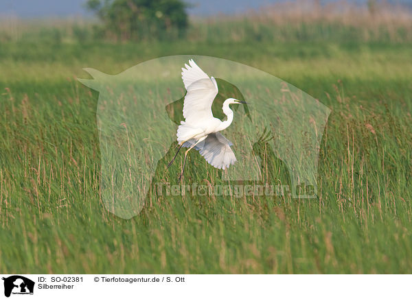 Silberreiher / great white egret / SO-02381