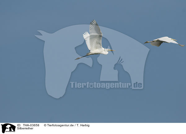 Silberreiher / great white egrets / THA-03658