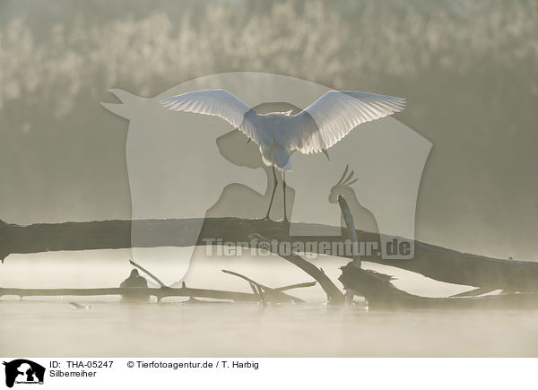 Silberreiher / great white egret / THA-05247