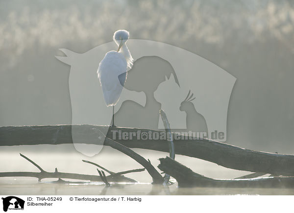 Silberreiher / THA-05249
