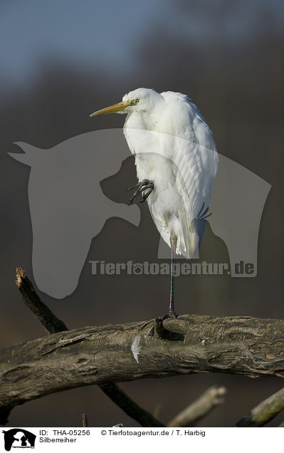 Silberreiher / great white egret / THA-05256