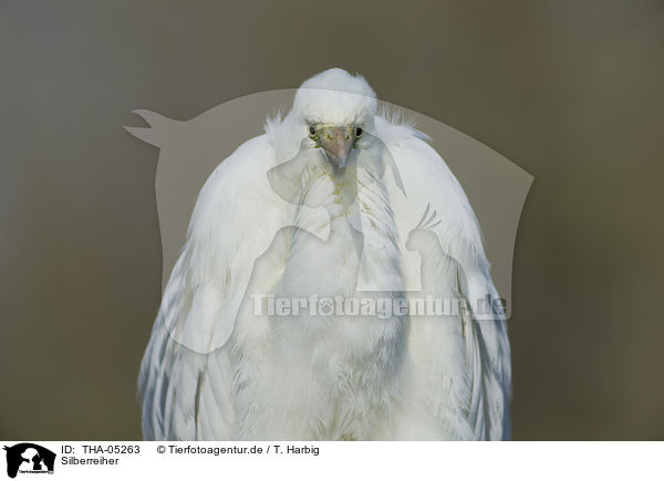 Silberreiher / great white egret / THA-05263