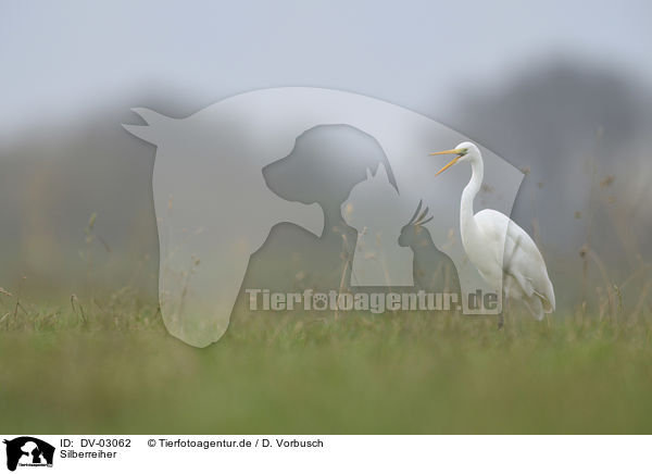 Silberreiher / DV-03062