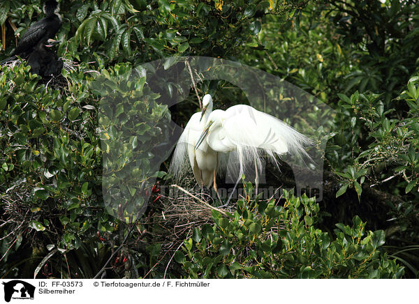 Silberreiher / great white egret / FF-03573
