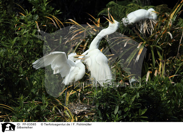 Silberreiher / great white egret / FF-03585