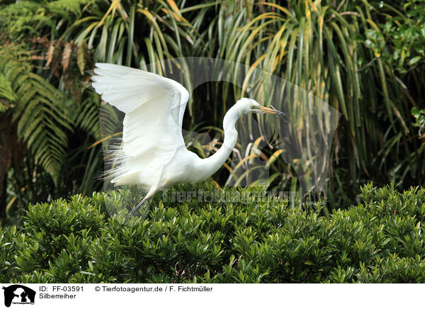 Silberreiher / great white egret / FF-03591