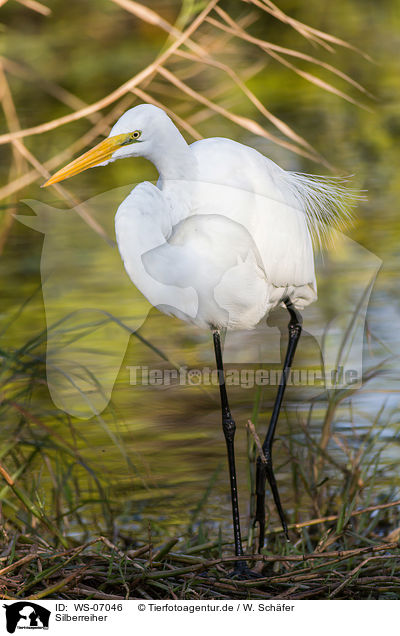 Silberreiher / great white egret / WS-07046