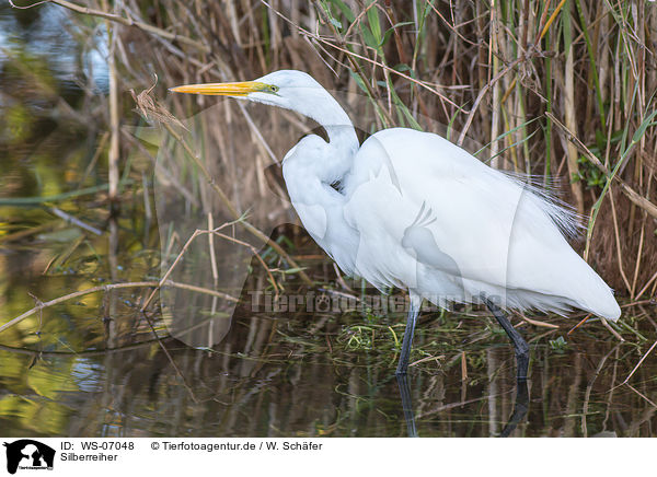 Silberreiher / great white egret / WS-07048